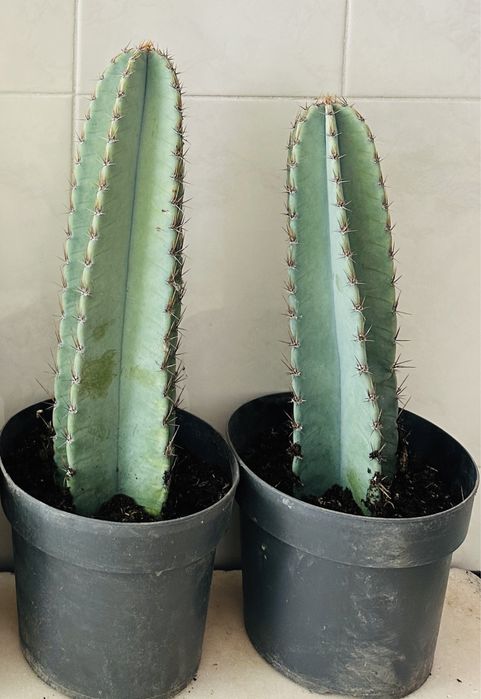 Cacto Cereus Peruvians azul dá fruto até 50cm