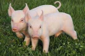 Продаються поросята