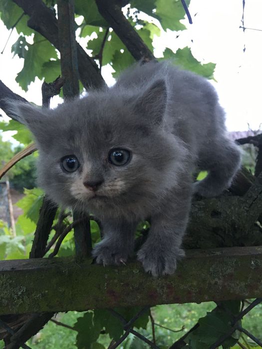 Кошенята в добрі руки!