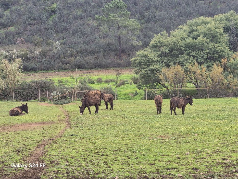 Burros Mirandeses Puros