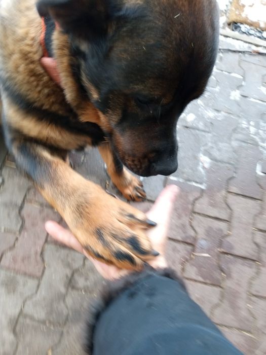 Duży młody pies do oddania w dobre rece
