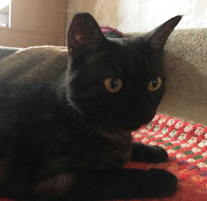 Домашня кішка шукає сім'ю