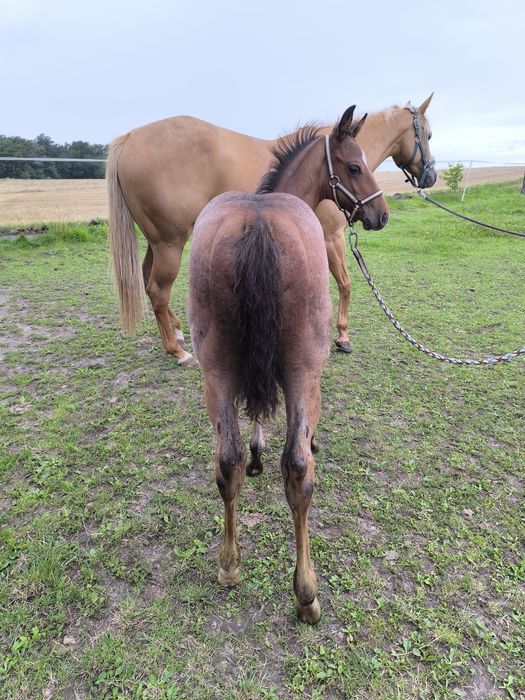 Ogierek quarter horse bay roan