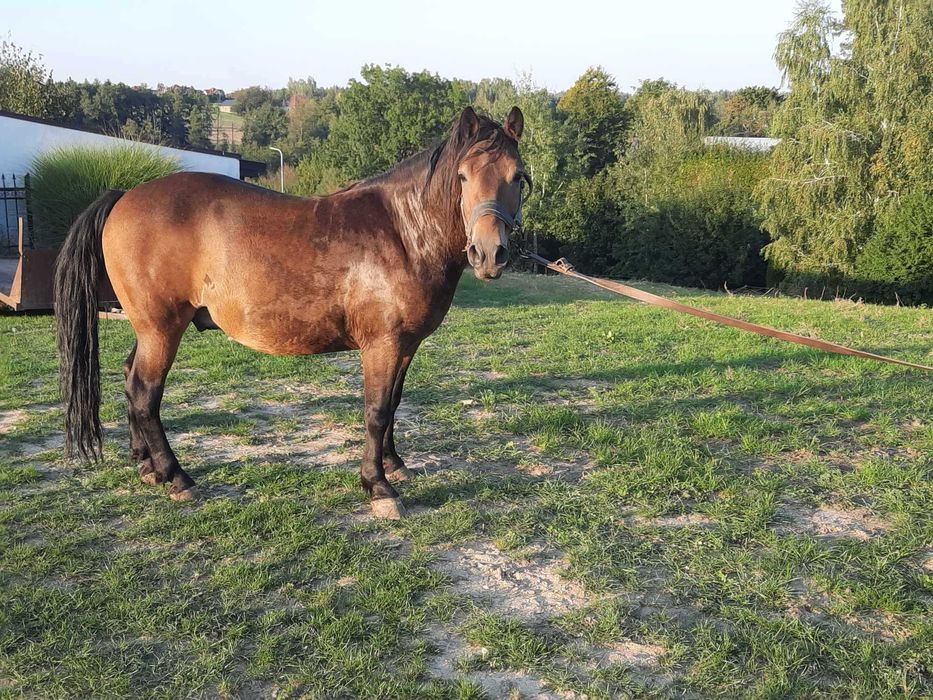 Koń pod zaprzęg- sprzedam wałacha