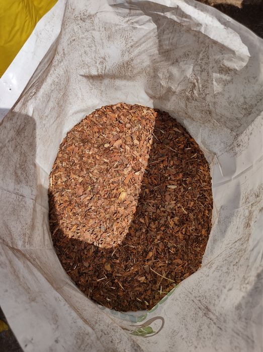 Kora Sosnowa  Ogrodowa