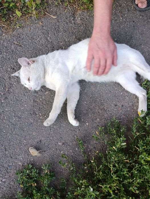 Ласкавий, зраджений котик терміново шукає Люблячу, Відповідальну Сім'ю