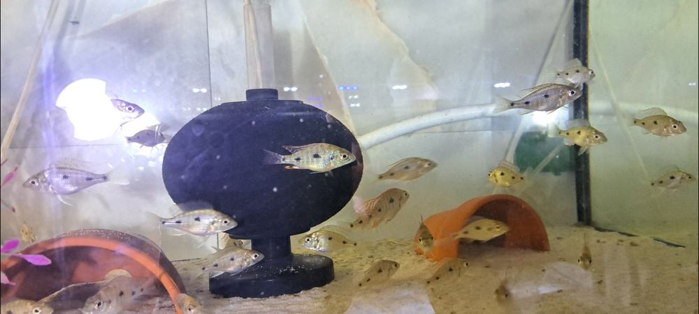 Pyszczak Otopharynx tetrastigma