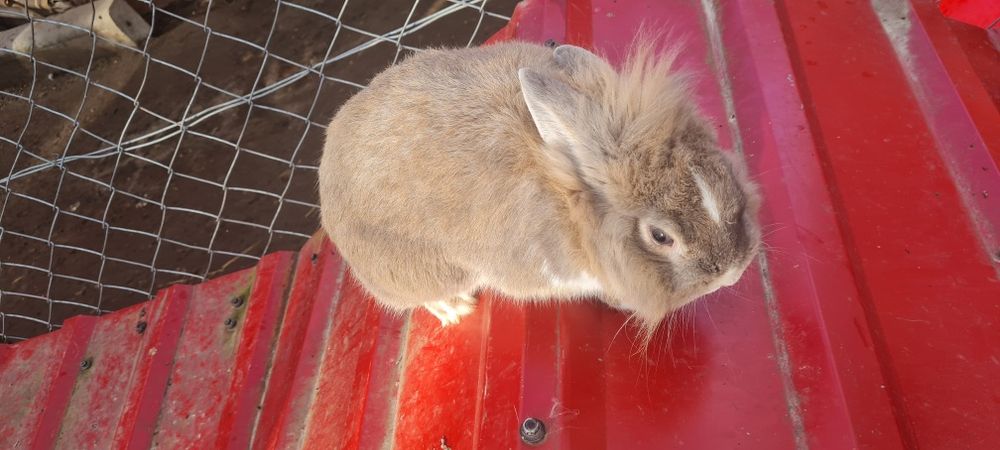 Królik miniaturka samiec bardzo spokojny