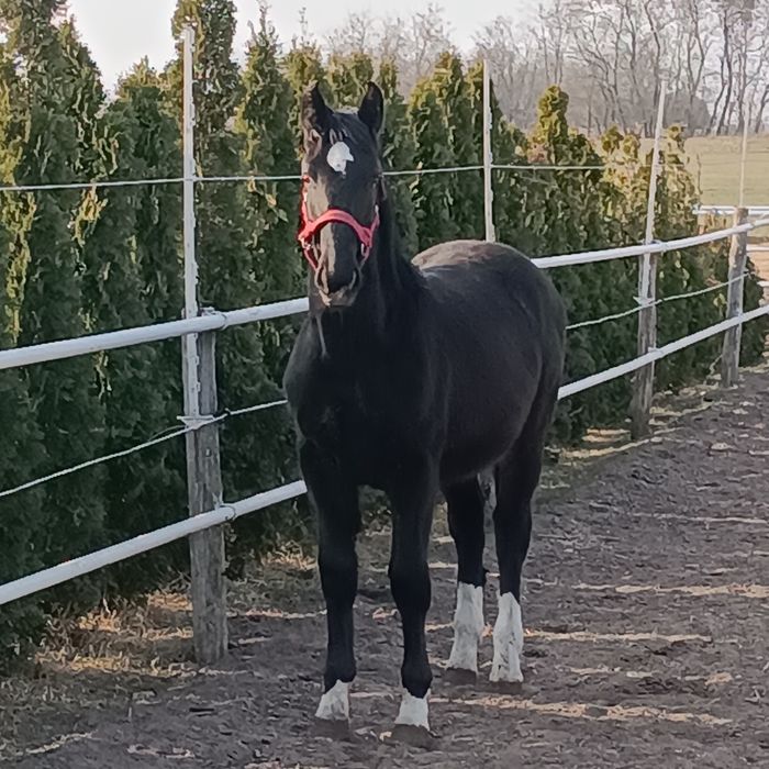 Piękna Klaczka super Rodowód