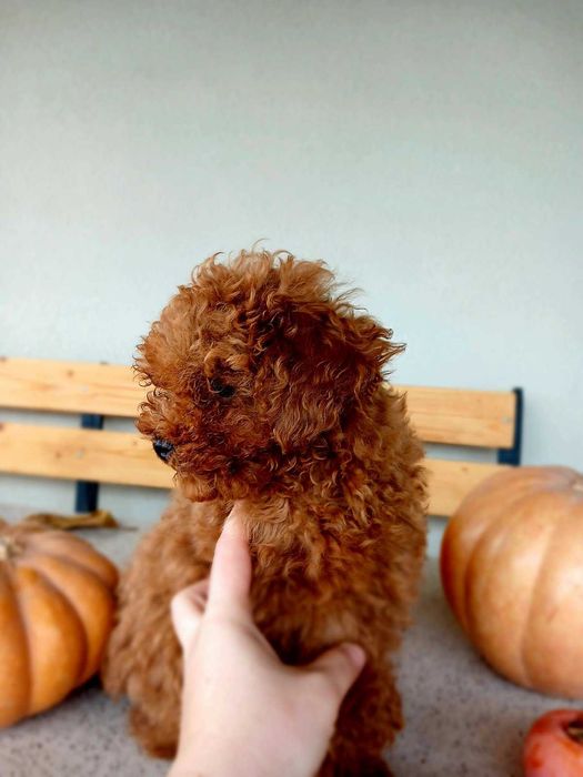 той-пудель ред-браун