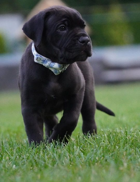 Cane Corso Italiano chłopiec