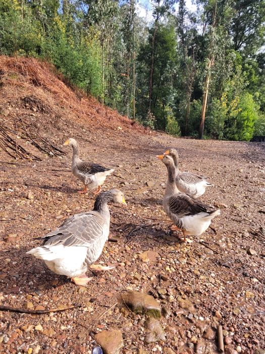 Ovos de ganso de Toulouse