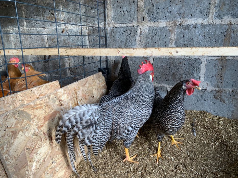 Jaja lęgowe kur włoszek