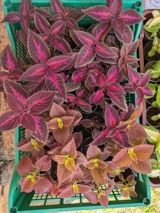 Колеуси. Рослини за донат на ЗСУ