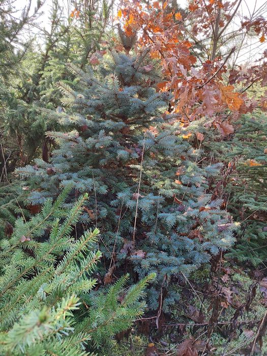 Choinki/choinki żywe/świerk