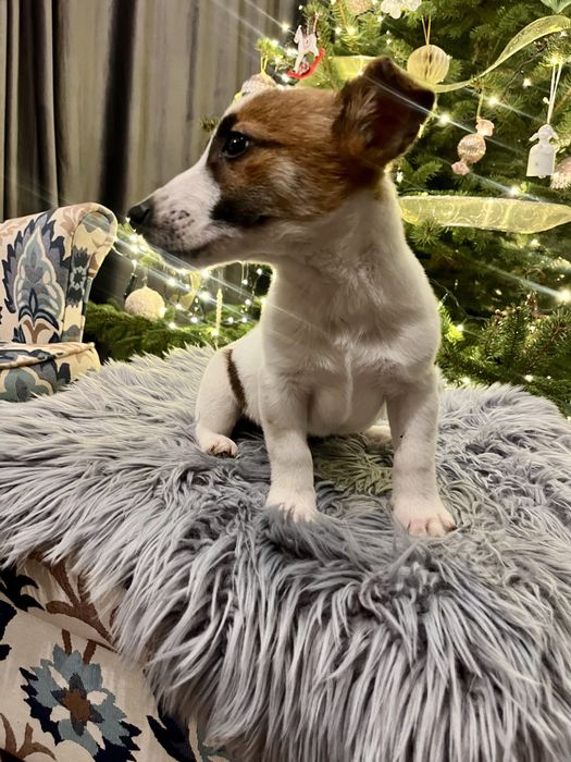 Jack Russell Terrier piesek Elvis  rodowod