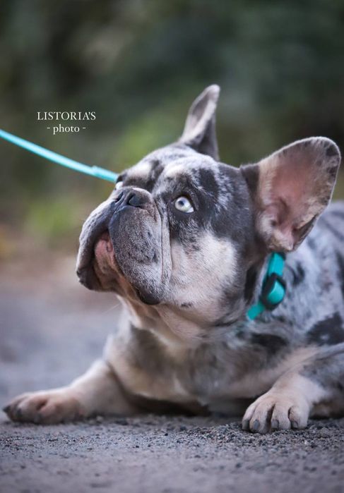 Наречений лілак мерлє тан