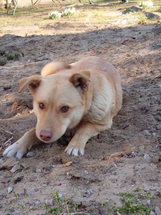 Віддам дорослих песиків