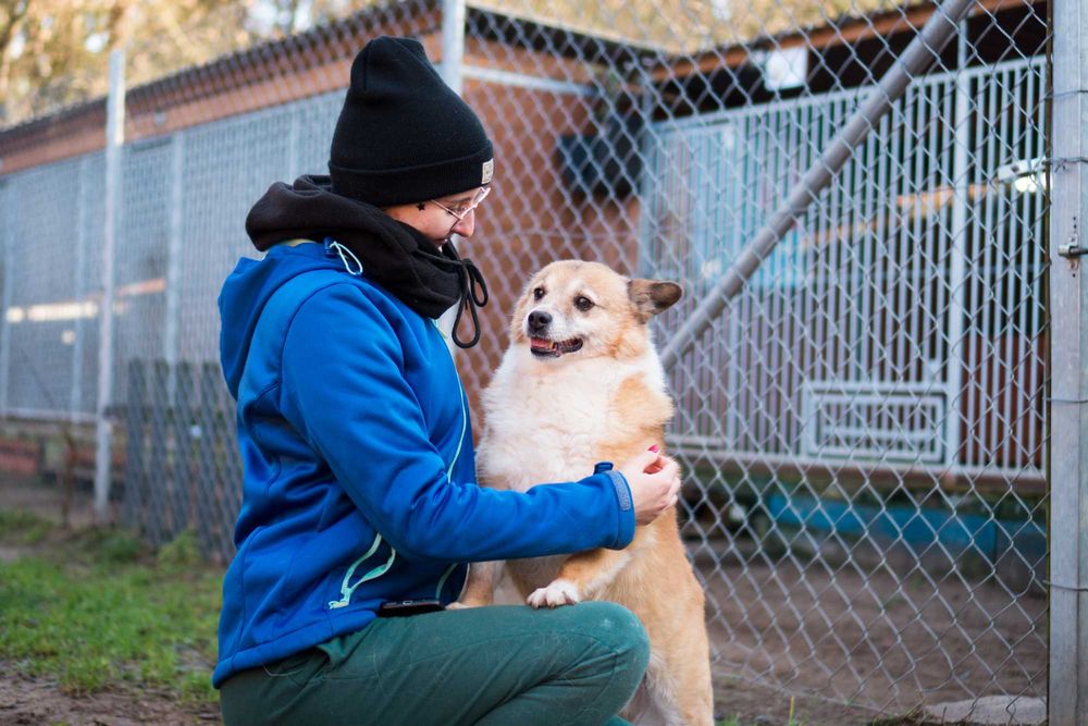 7 letni Bercik do adopcji!