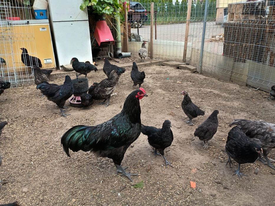 Młode kurczaki, kurki Australorp