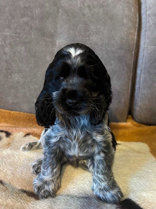 SZCZENIAK Cocker Spaniel Angielski