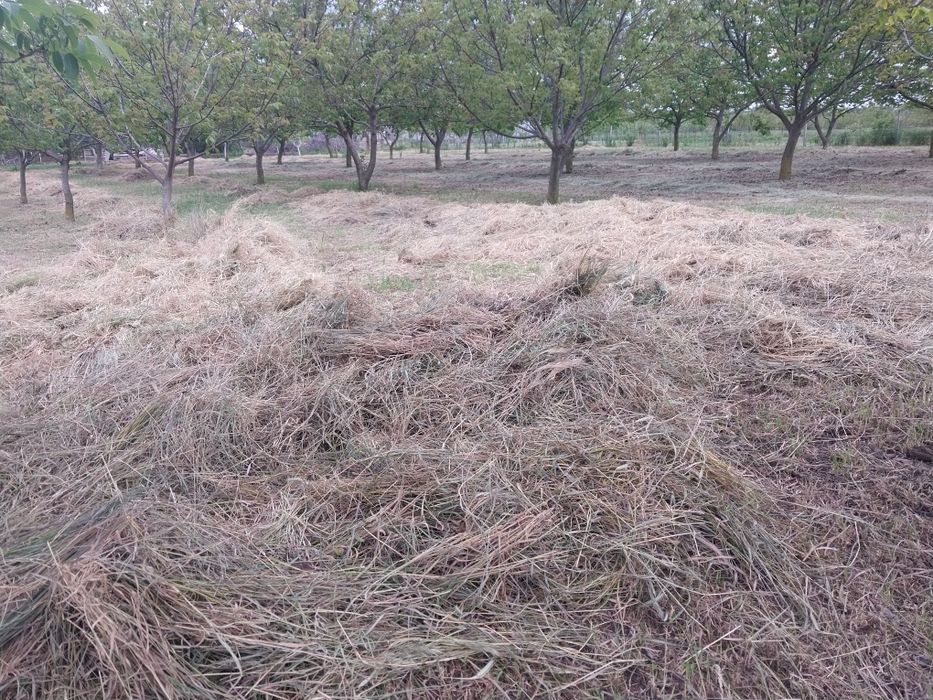 Сінце свіженьке дуже гарне