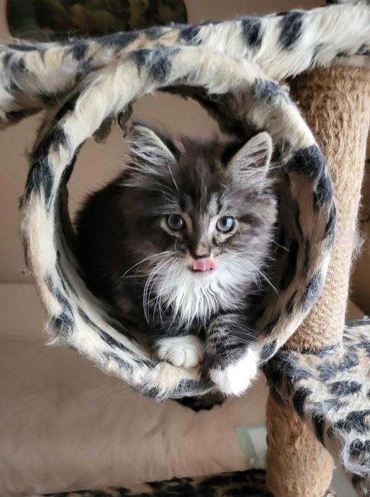 Чистокровний сибірський котик