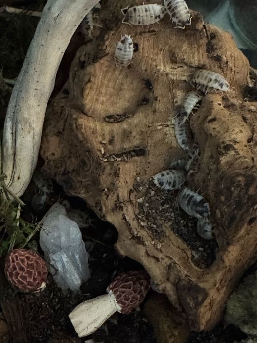 20 sztuk Równonogi isopody prosionki Porcellio laevis dairy cow