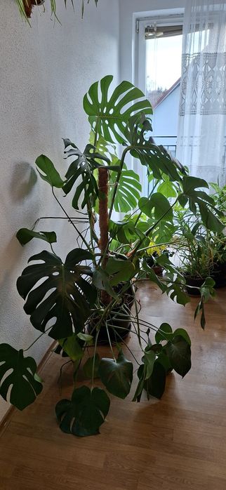 Monstera- duża i zadbana