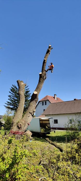 Wycinka drzew metodą alpinstyczna