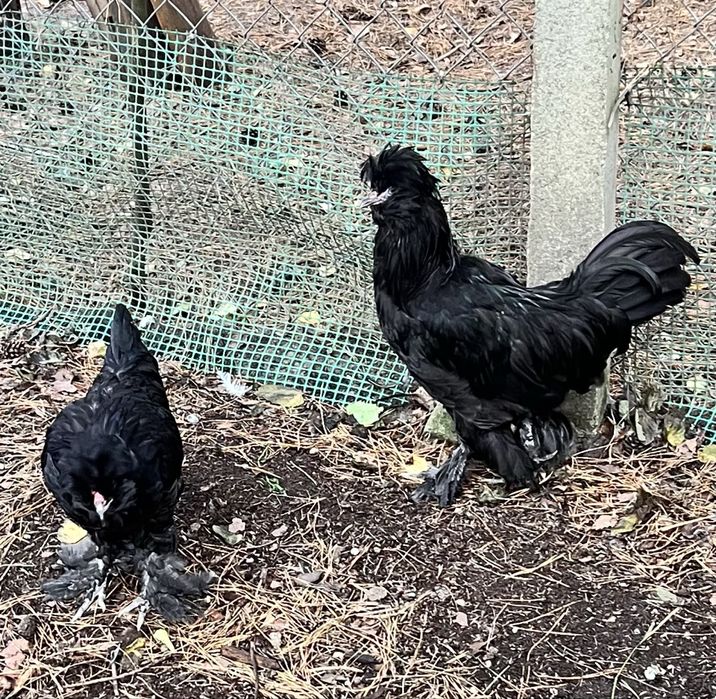 Koguty Sułtan Czarny,Silka.