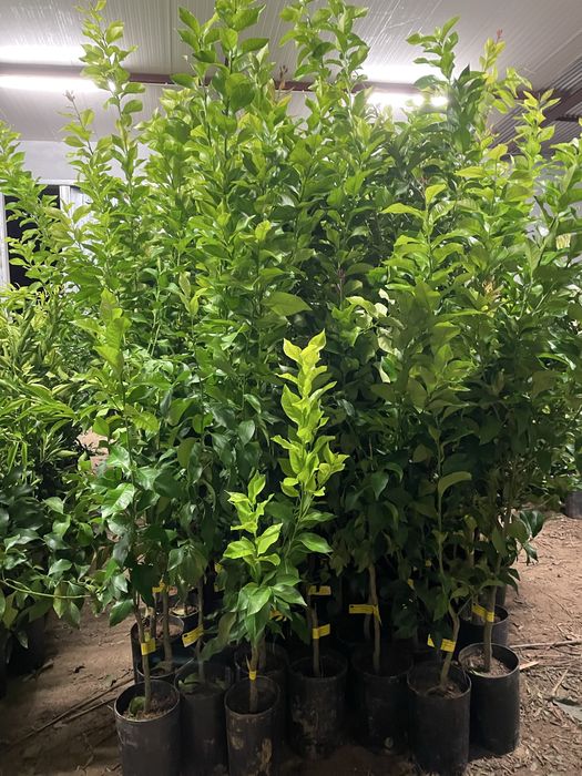 Citrinos (laranjeiras, tangerineiras, limoeiros)