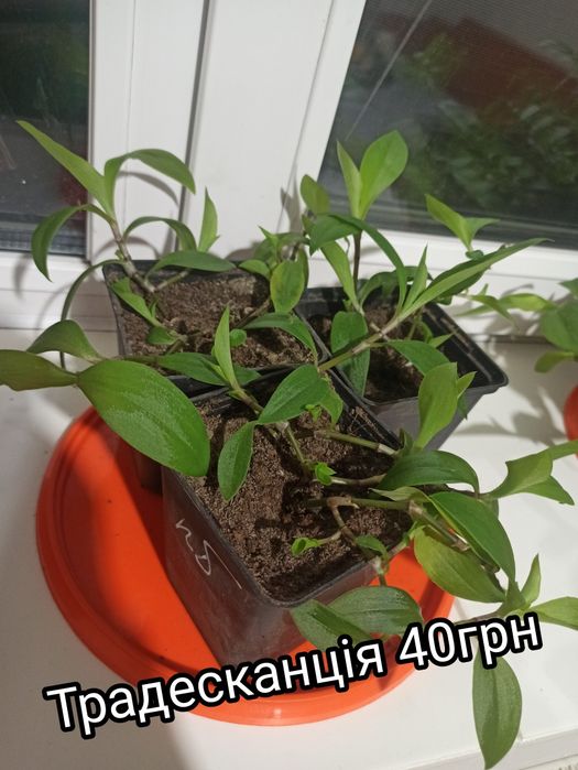 Різдвяник традесканція алое