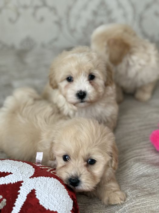 Чудовий подарунок на 8 березня Мальтипу