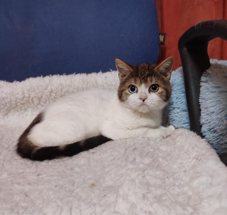 різноокій хлопчик