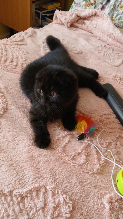 Котёнок скоттиш фолд