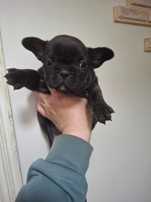 Цуценята Французький бульдог