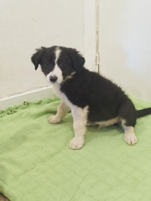 Border collie macho