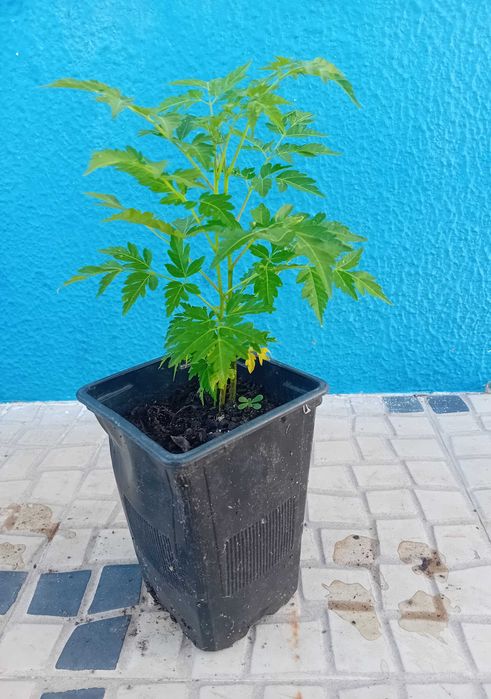 Neem / Melia Azaderach árvore em vaso