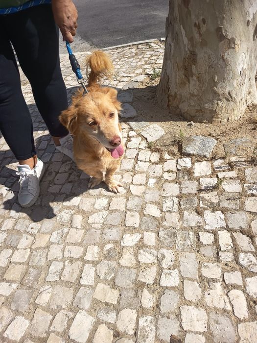 Cão pequeno para adoção