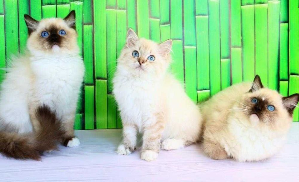 Регдол-чудова порода. Ласкаві та грайливі.