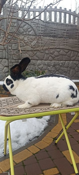 Кролики Строкачі