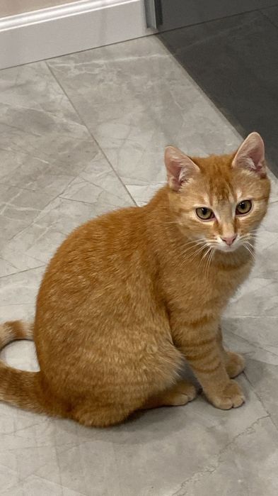 Imbir i Cynamon – dwa rude serca, jeden wspólny los.