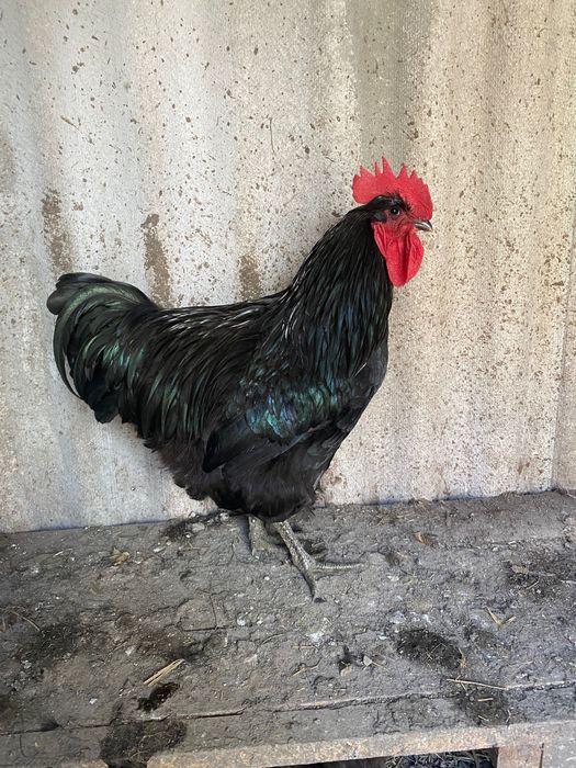 Півень джерширський гігант чорний