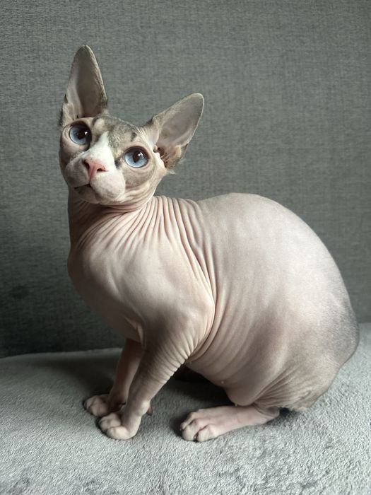 Воспитанная кошка канадский сфинкс с полным пакетом док+аксессуаров