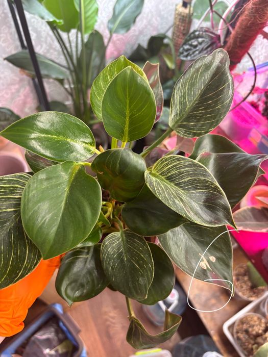 санса/ філодендрон біркін/ орхідея