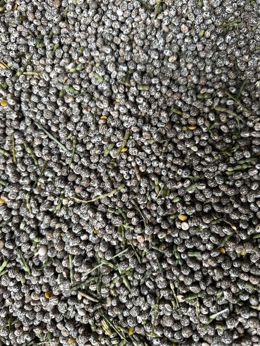 Sprzedam łubin wąskolistny karo nieczyszczony