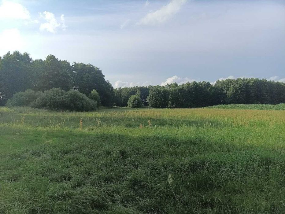 Sprzedam Działkę Rolną 1,75 ha Łąka + Olszyna