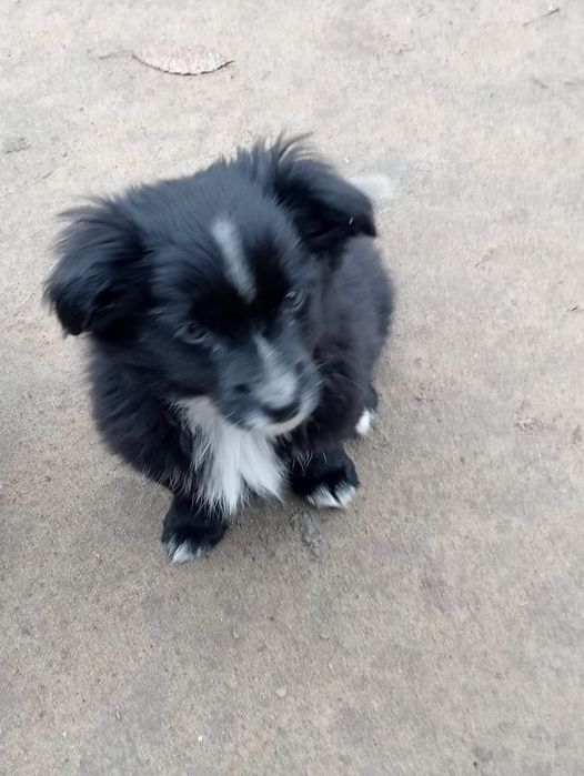 Віддам у добрі руки цуценят, можлива доставка по Подільському району