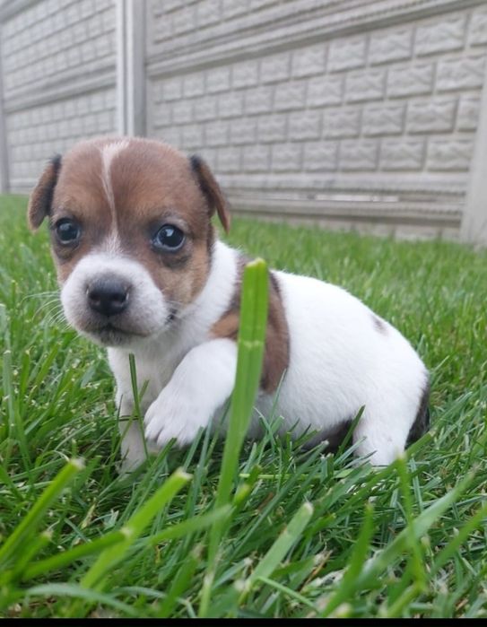 Jack Russell terrier
